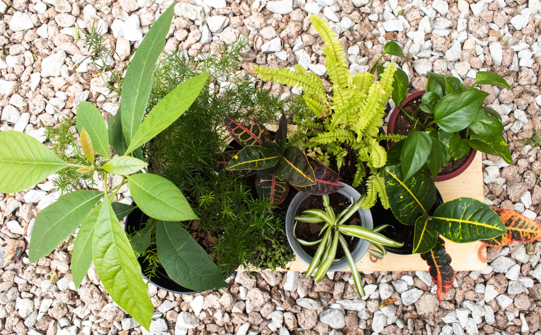 A gardening guide for new plant parents
